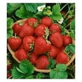 thumbnail image 1 of Supersweet Everbearing Strawberry Plant-two (2) Live Plants - Not Seeds -Each 5"-7" Tall in 3.5 Inch Pots, 1 of 5