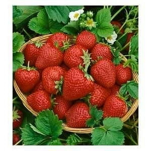 Supersweet Everbearing Strawberry Plant-two (2) Live Plants - Not Seeds -Each 5"-7" Tall in 3.5 Inch Pots