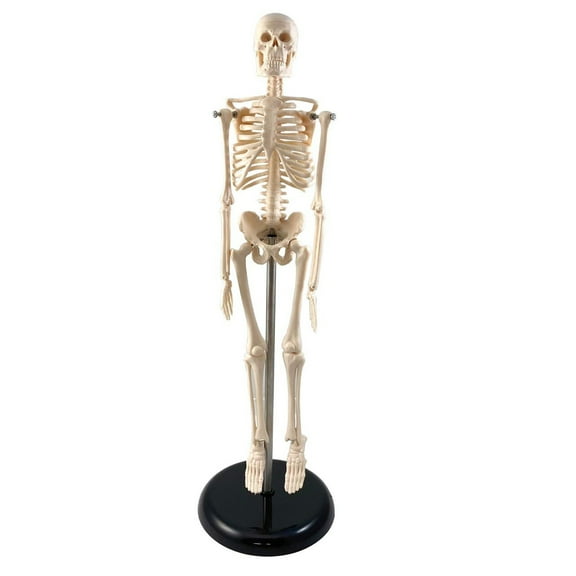 Supertek Human Skeleton Model with Key, 17"