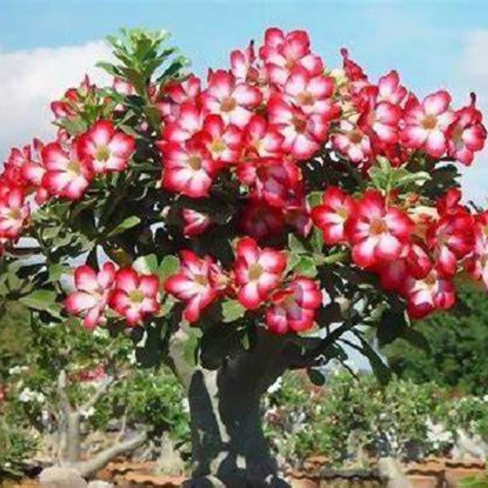 Suprising to Grow pots planting,Desert rose Bulk Indoor or Outdoor ...