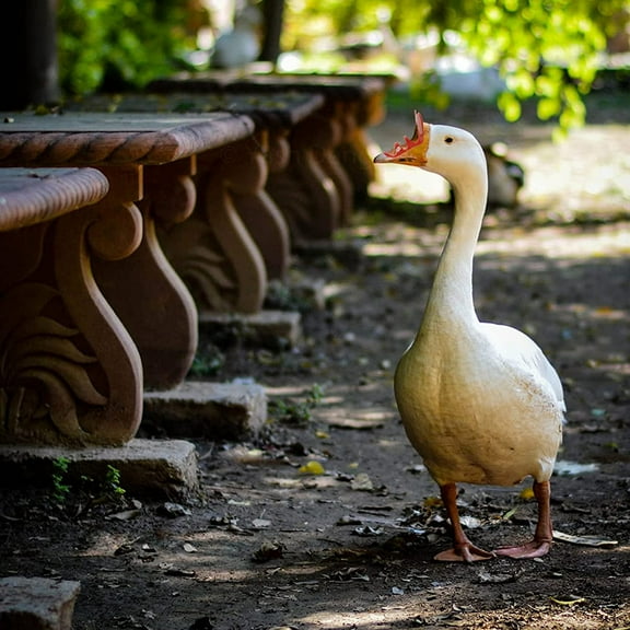 Supvox Anti-Pecking Goose Spectacles Red Plastic for Home Use 50Pcs