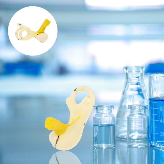 Supvox Realistic Enlarged Ear Anatomy Model with Base for Teaching and Display Multicolor