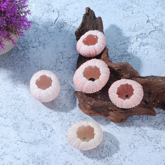 Supvox Pink Natural Sea Shells for Tillandsia Planting Pots 6 Pcs 3/4CM Each for Decoration Use