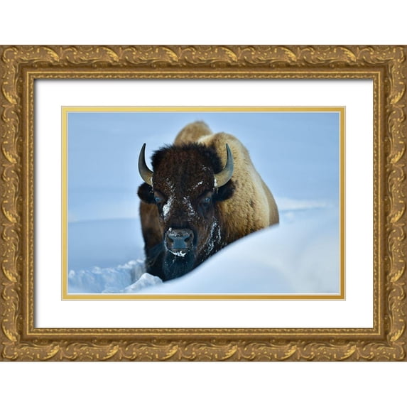 Suradji, Surjanto 24x17 Gold Ornate Wood Framed with Double Matting Museum Art Print Titled - Winter Bison
