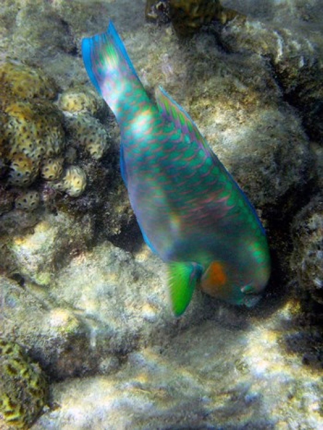 Surf Parrotfish Low Isles Great Barrier Reef Australia Canvas Art - David Wall DanitaDelimont (20 x 26)