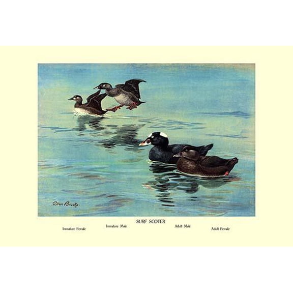Surf Scoter Ducks-Fine Art Canvas Print (20" x 30")