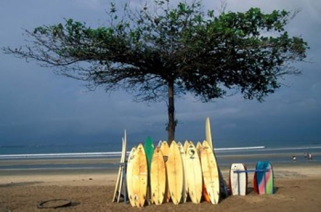 Surfboards Lean Against Lone Tree on Beach in Kuta Bali Indonesia Canvas Art - Paul Souders DanitaDelimont (36 x 24)