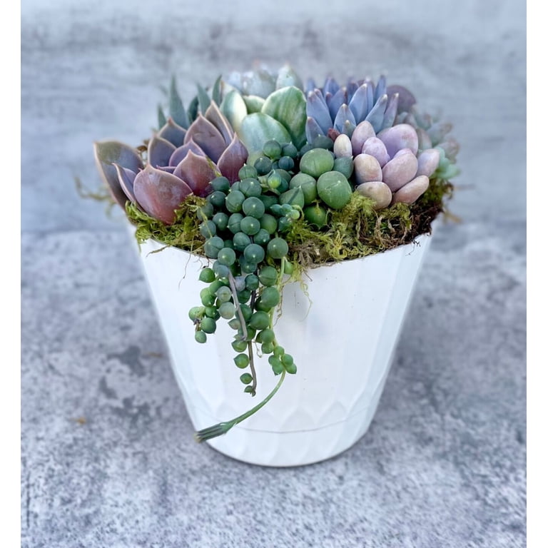 large plant pot Planter - Rustic - Black - Round