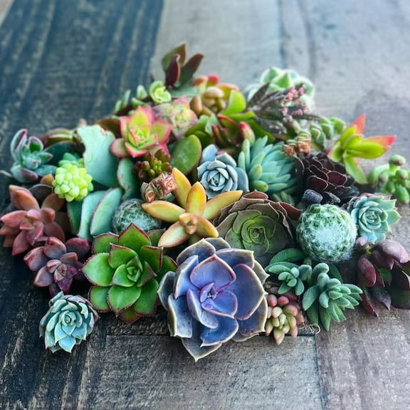 Surfside Succulents Assorted Succulent Cuttings Live Plants in 4" Grower Pots (25 Count)