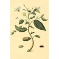 thumbnail image 1 of Surinam Butterflies, Moths & Caterpillars (Plate 114)-Fine Art Canvas Print (20" x 30"), 1 of 1