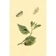 thumbnail image 1 of Surinam Butterflies, Moths & Caterpillars (Plate 124)-Fine Art Canvas Print (20" x 30"), 1 of 1