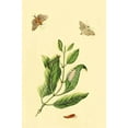 thumbnail image 1 of Surinam Butterflies, Moths & Caterpillars (Plate 133)-Fine Art Canvas Print (20" x 30"), 1 of 1
