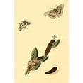 thumbnail image 1 of Surinam Butterflies, Moths & Caterpillars (Plate 20)-Fine Art Canvas Print (20" x 30"), 1 of 1