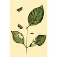 thumbnail image 1 of Surinam Butterflies, Moths & Caterpillars (Plate 78)-Fine Art Canvas Print (20" x 30"), 1 of 1
