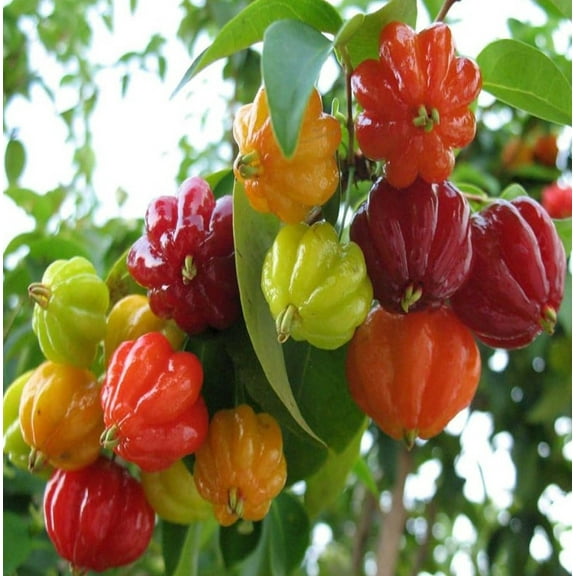 Surinam Cherry Tree Plant 4-7" Tall for Planting, Eugenia Uniflora, Evergreen Tropical Shrub Fruit Tree