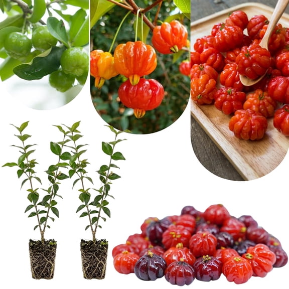 Surinam Cherry Tree Plant Live, 47 Inches Tall, Surinam Cherry Fruit, Edible Fruit Tree, Well-Rooted for Outdoor Planting