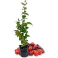 thumbnail image 1 of Suriname Cherry Plant - Live Tissue Culture Starter Plant - Eugenia Uniflora - Edible Fruit Bearing Tree for The Patio and Garden, 1 of 6