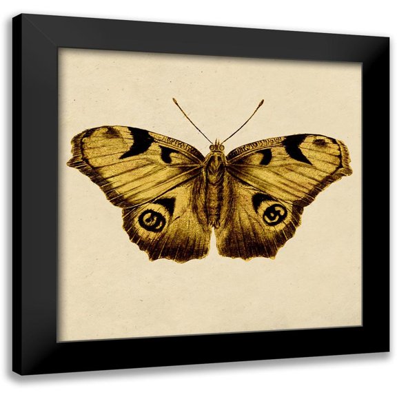 Surma, Agata 15x15 Black Modern Framed Museum Art Print Titled - Golden Mariposa
