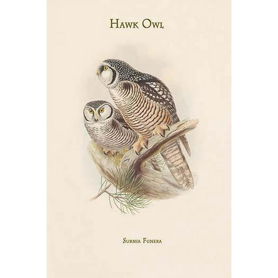 Surnia Funera - Hawk Owl-Fine Art Canvas Print (20" x 30")