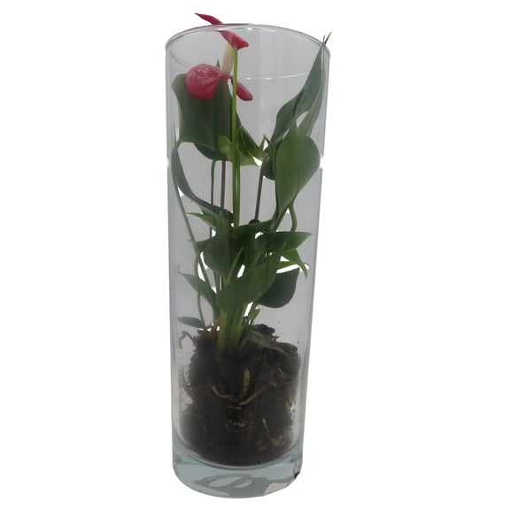 Surprise Anthurium Plant in 4" Glass Vase - Great Gift - Colors will Vary!
