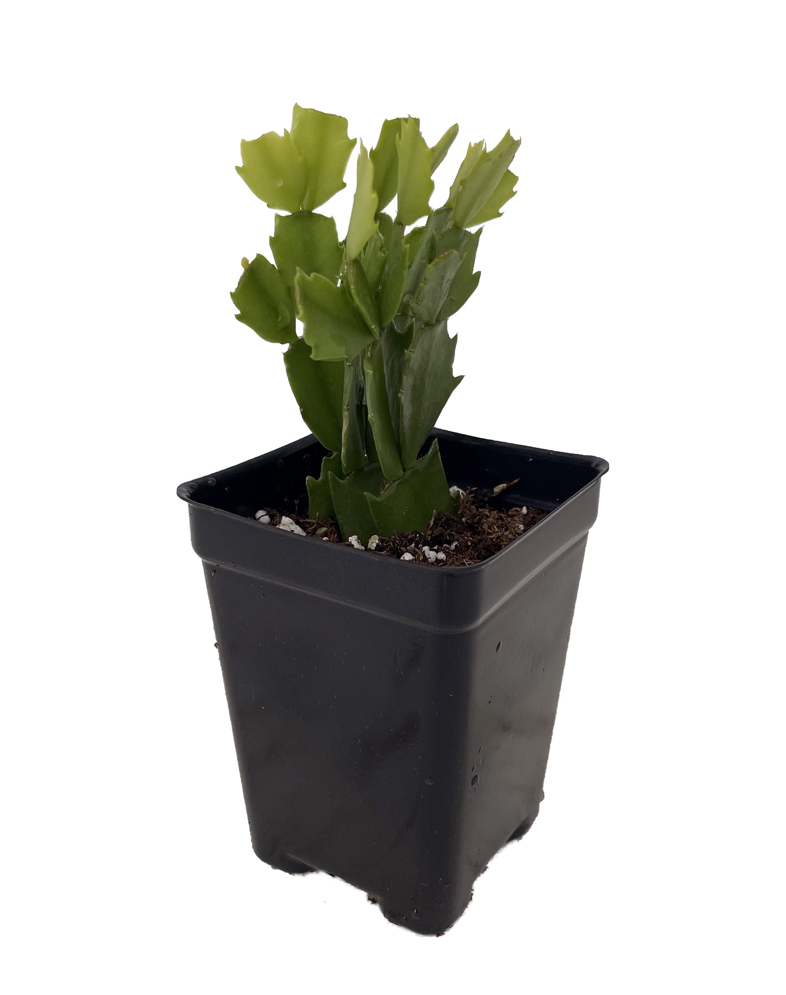 Surprise Christmas Cactus Plant - Zygocactus - 2.5" Pot-Colors will Vary!