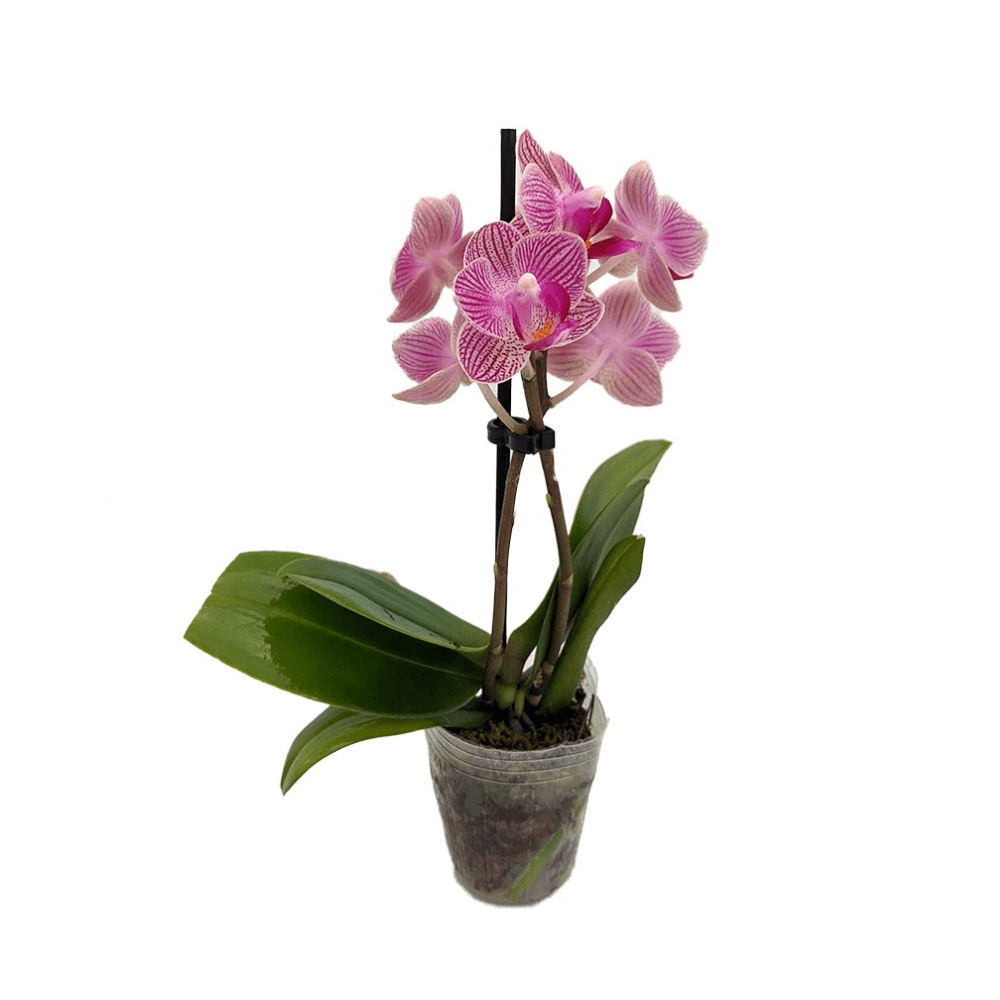 Hirt's Gardens Moth Orchid Plant