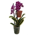 thumbnail image 1 of Surprise Moth Orchid Plant - Phalaenopsis - 4" Pot - Easy House Plant, 1 of 3