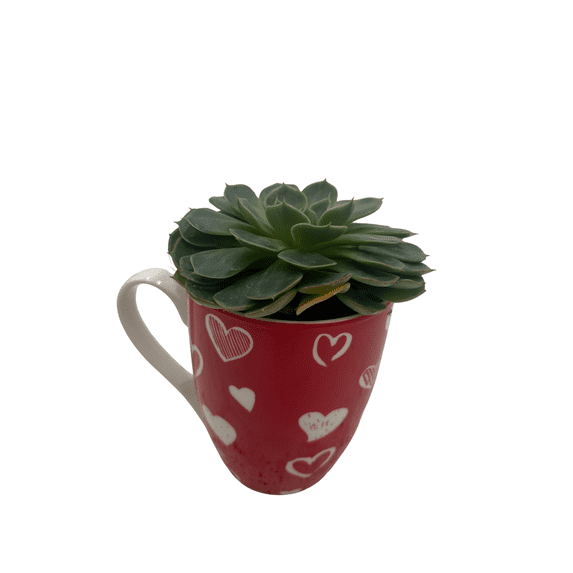Surprise Valentine's Mug with 2" Surprise Succulent - 4" x 3.5"