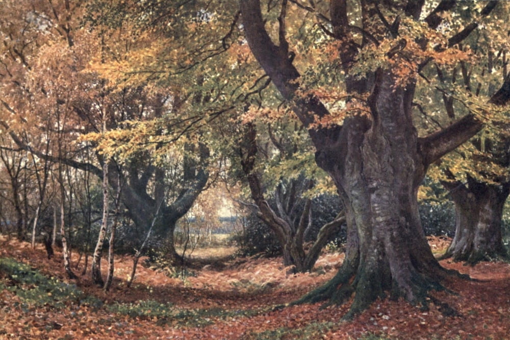 Surrey 1906 Beeches in autumn near Godalming Canvas Art - Harold Sutton Palmer (18 x 24)