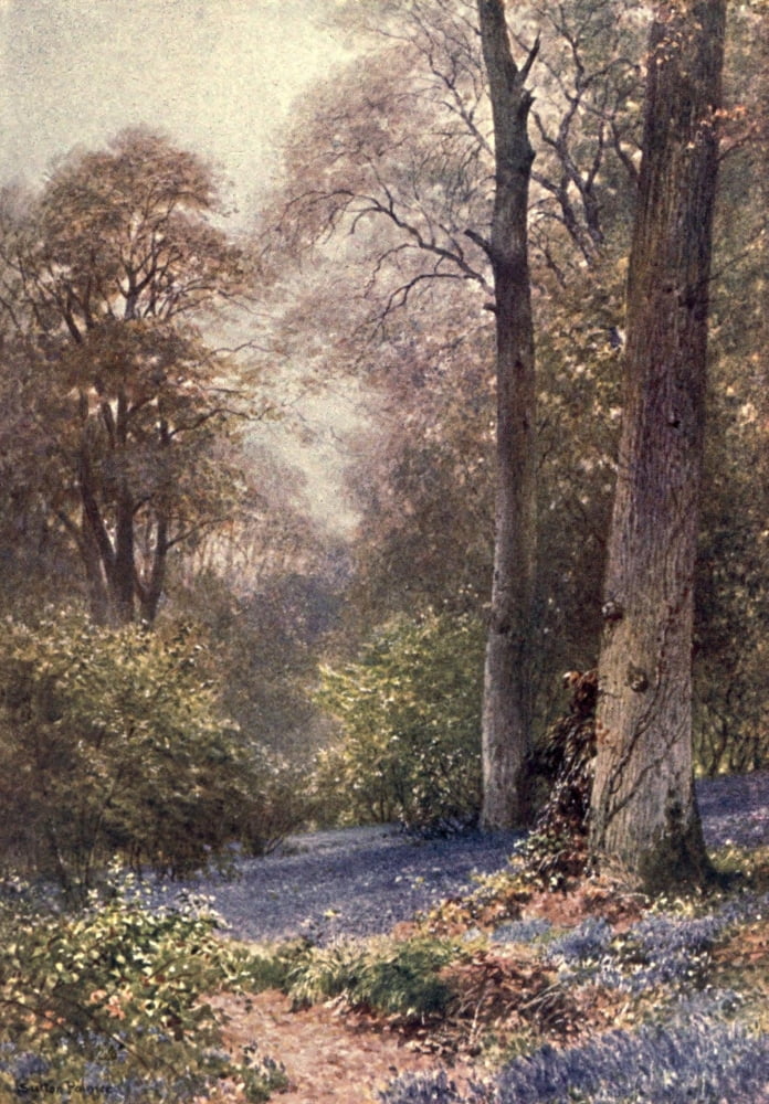 Surrey 1906 Bluebells Ripley Canvas Art - Harold Sutton Palmer (18 x 24)