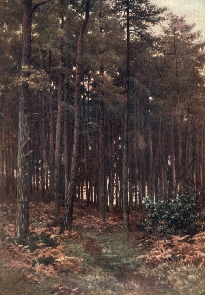 Surrey 1906 Depths of a fir wood Ripley Canvas Art - Harold Sutton Palmer (18 x 24)
