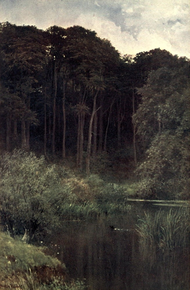 Surrey 1906 Woodland depths Wotton Canvas Art - Harold Sutton Palmer (18 x 24)