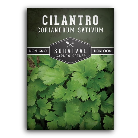 Cilantro Herb Seeds - Full Sun Annual - 1 Pack