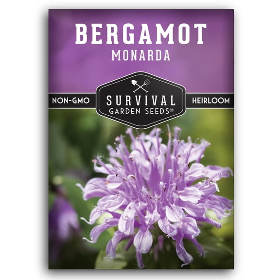Wild Bergamot Bee Balm Seeds - Non-GMO Heirloom Full Sun Perennial Flower - 1 Pack