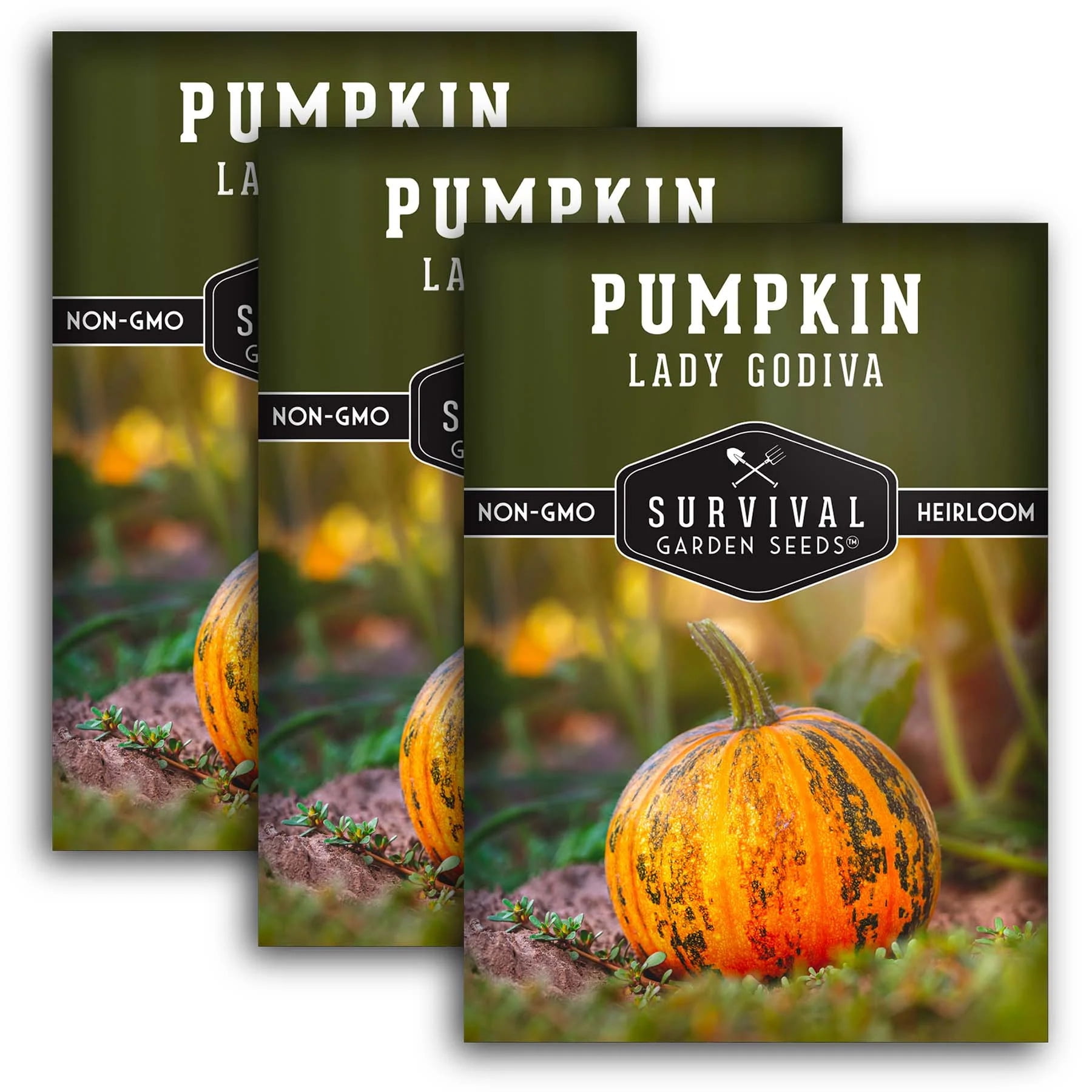 Survival Garden Seeds - 3 Packets Lady Godiva Pumpkin Seed - Non-GMO
