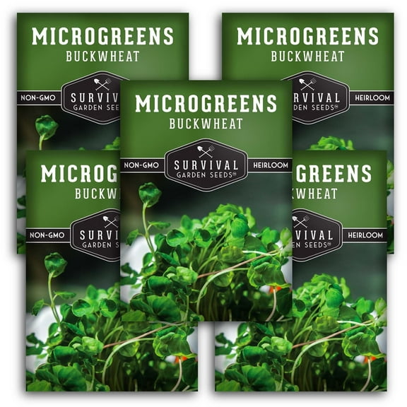5 Packs Buckwheat Seed for Microgreens - Non-GMO Heirloom Full Sun Annual Vegetable