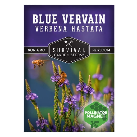 Blue Vervain Seeds for Planting - North American Native Wetland Flower | Butterfly Magnet - 1 Pack