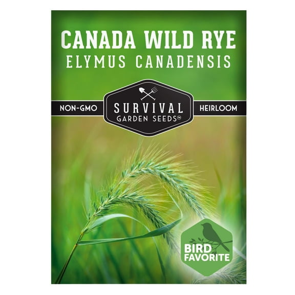 Canada Wild Rye Seeds - North American Native Full Sun Annual Grass - 1 Pack