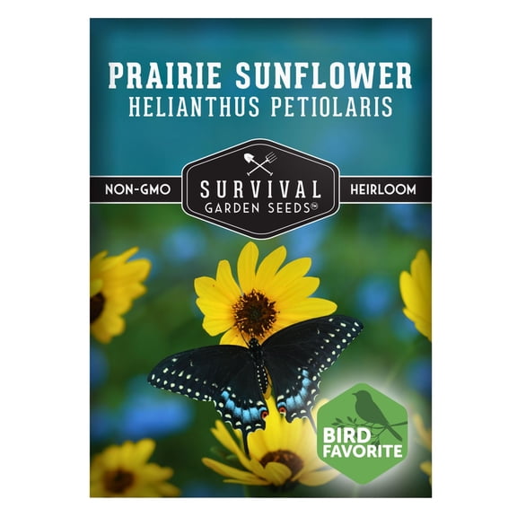 Native Prairie Sunflower (Helianthus petiolaris) | Compact Drought Tolerant | Pollinator Magnet | Non-GMO Wildflower - 1 Pack