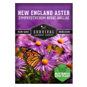 New England Aster Seeds - Purple Perennial Flower (1 Pack)