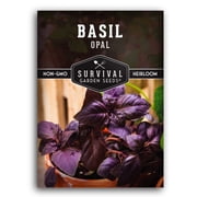 Opal Basil Seeds - Full Sun Annual Herb - 1 Pack
