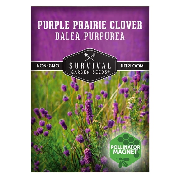 Purple Prairie Clover Seeds - Full Sun Perennial Native Flower - 1 Pack
