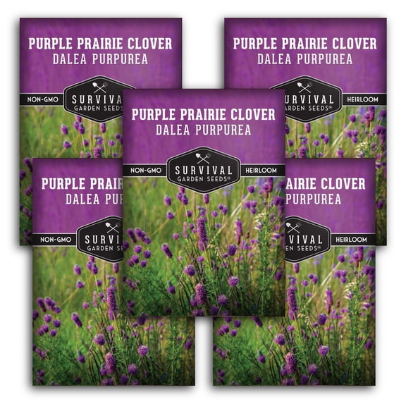 Purple Prairie Clover Seeds - Full Sun Perennial Native Flower - 5 Packs