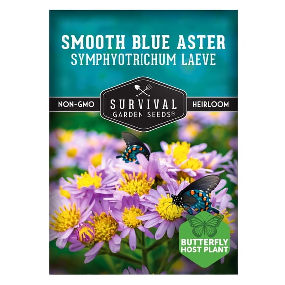 Smooth Blue Aster Seeds for Planting | Symphyotrichum laeve | North American Native Wildflower | 1 Pack