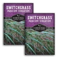 thumbnail image 1 of Switchgrass Seeds - North American Native - Full Sun Perennial Grass - 2 Packs, 1 of 9
