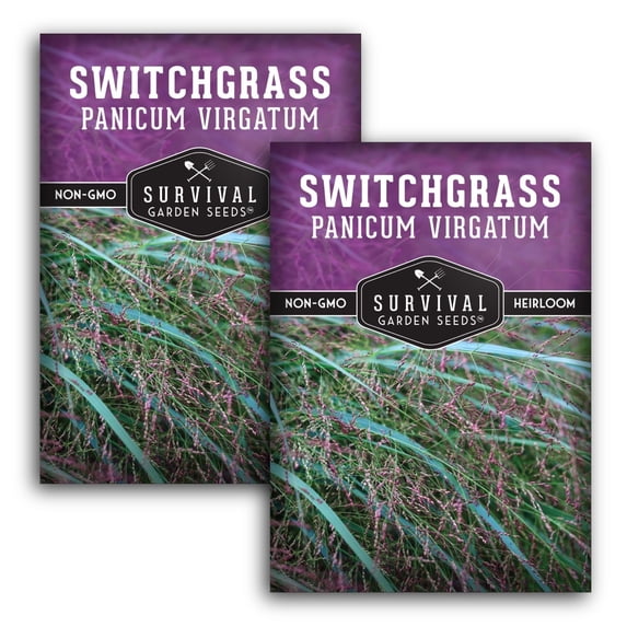 Switchgrass Seeds - North American Native - Full Sun Perennial Grass - 2 Packs