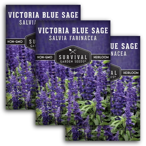 Victoria Blue Sage Seeds - Heirloom Full Sun Perennial Flower - 3 Packs