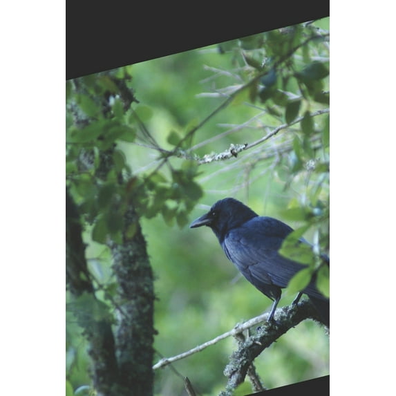 Inferno Verde: �s vezes o para�so pode ser mortal