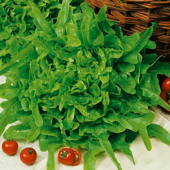 Susan Leaf Lettuce Seeds - 1 g Packet ~850 Seeds - Non-GMO - Vegetable Garden - Lactuca sativa