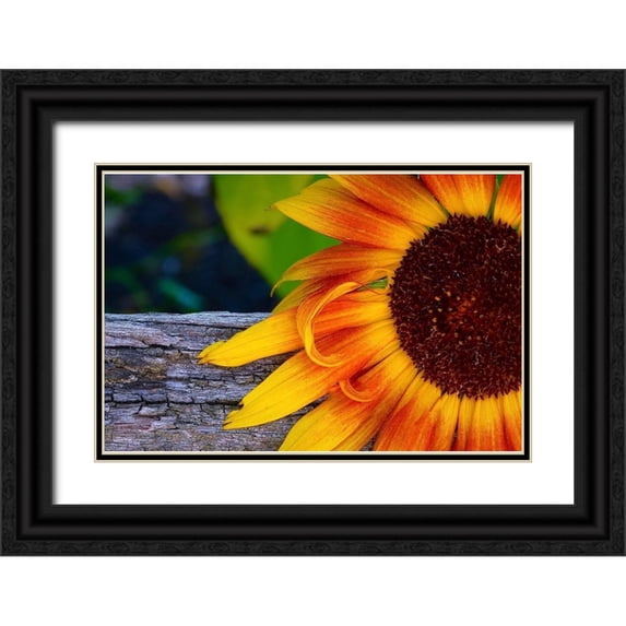 Vizvary, Susan 32x23 Black Ornate Wood Framed with Double Matting Museum Art Print Titled - Sunflower